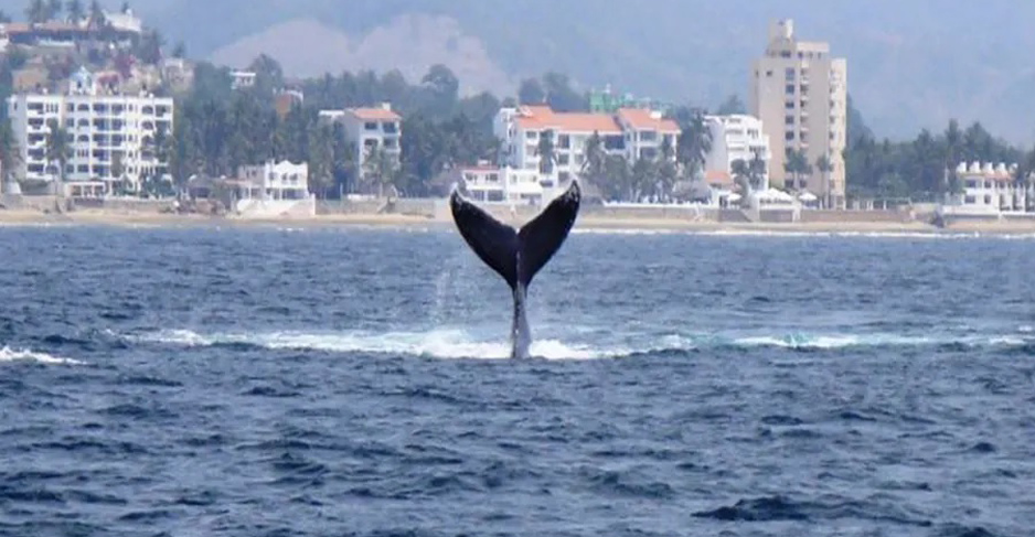 Avistan 3 ballenas frente a Campos | El Noticiero de Manzanillo