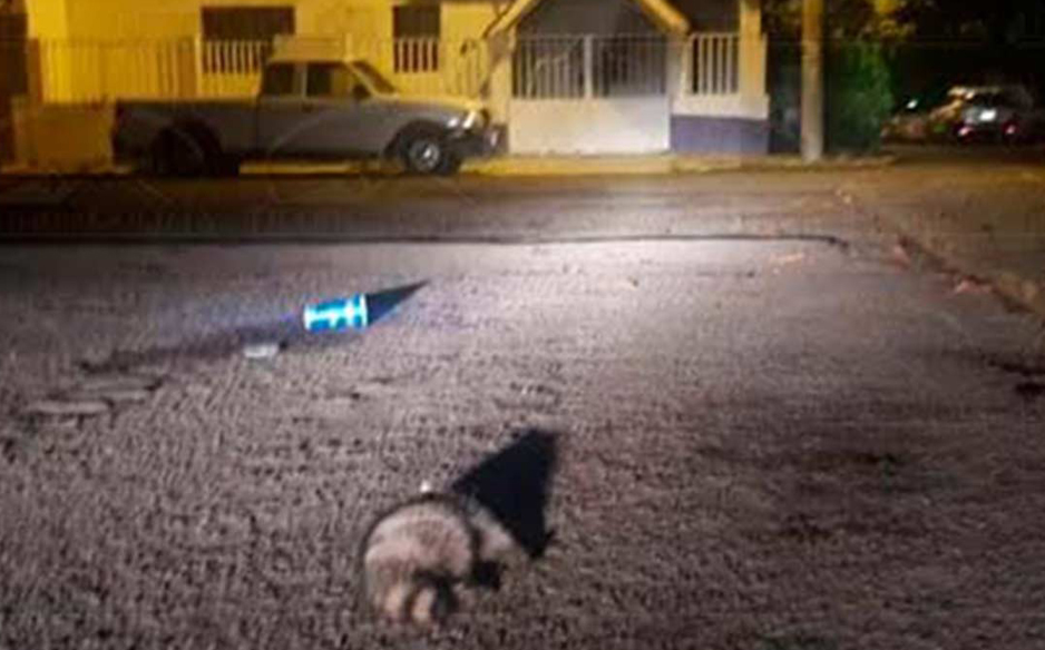 Envenenan mapaches en Las Brisas | El Noticiero de Manzanillo