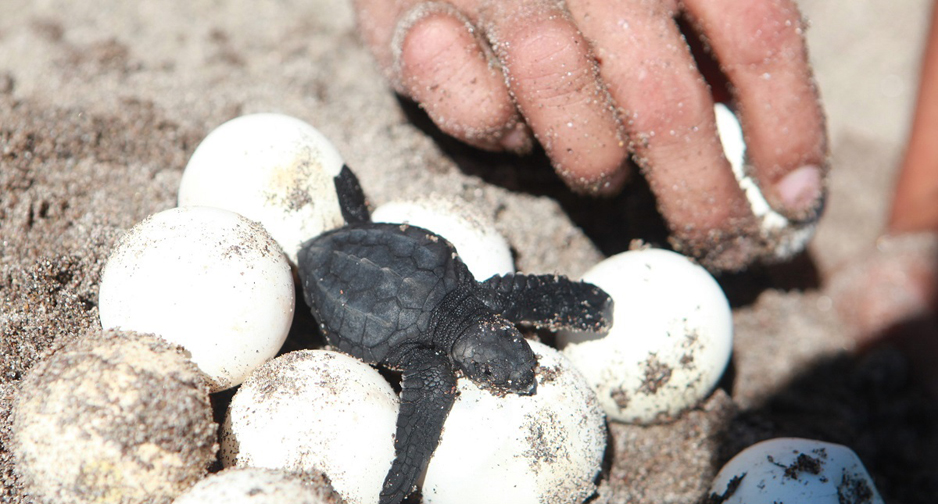 Este año habrá récord de nidos de tortuga rescatados | El Noticiero de Manzanillo