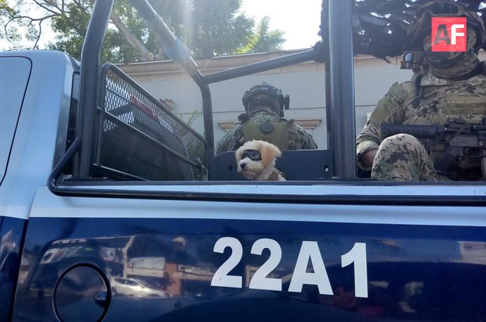perritomarina2