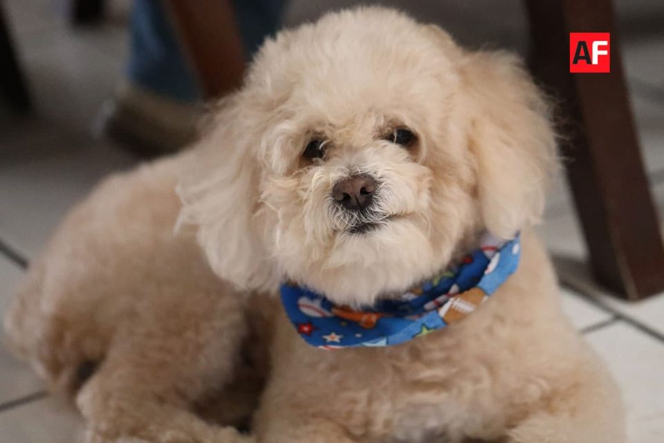 Ayuntamiento de Colima continúa con brigadas de esterilización gratuita para mascotas | AFmedios .