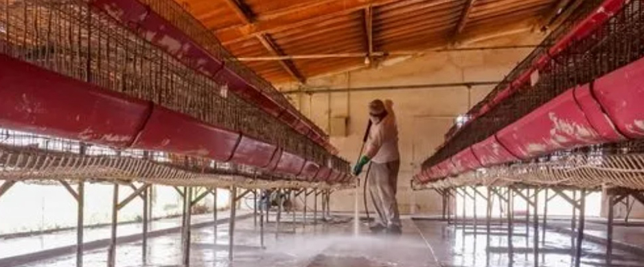 Sonora, Nuevo León y Jalisco, en cuarentena por influenza aviar | El Noticiero de Manzanillo
