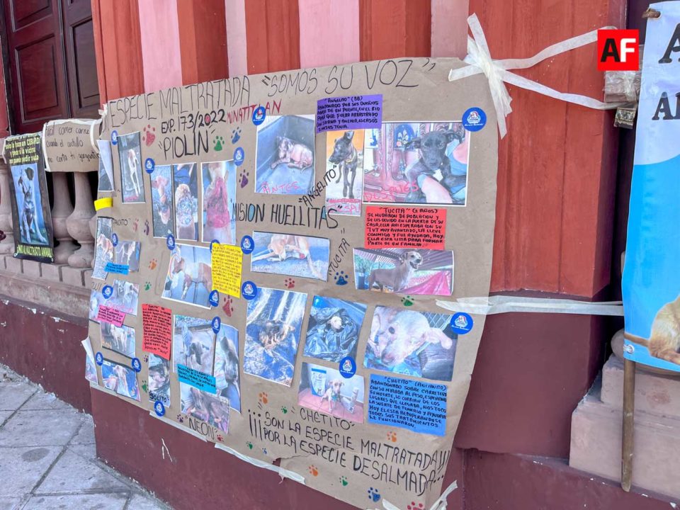 Marchan en Colima para exigir se cumpla la Ley Estatal para la Protección a los Animales | AFmedios .