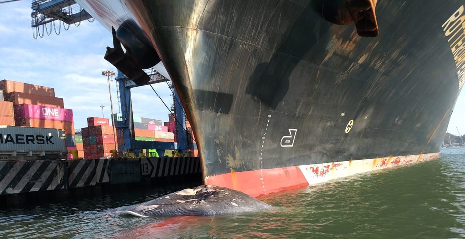 Aumentan ballenas muertas golpeadas por los buques | El Noticiero de Manzanillo