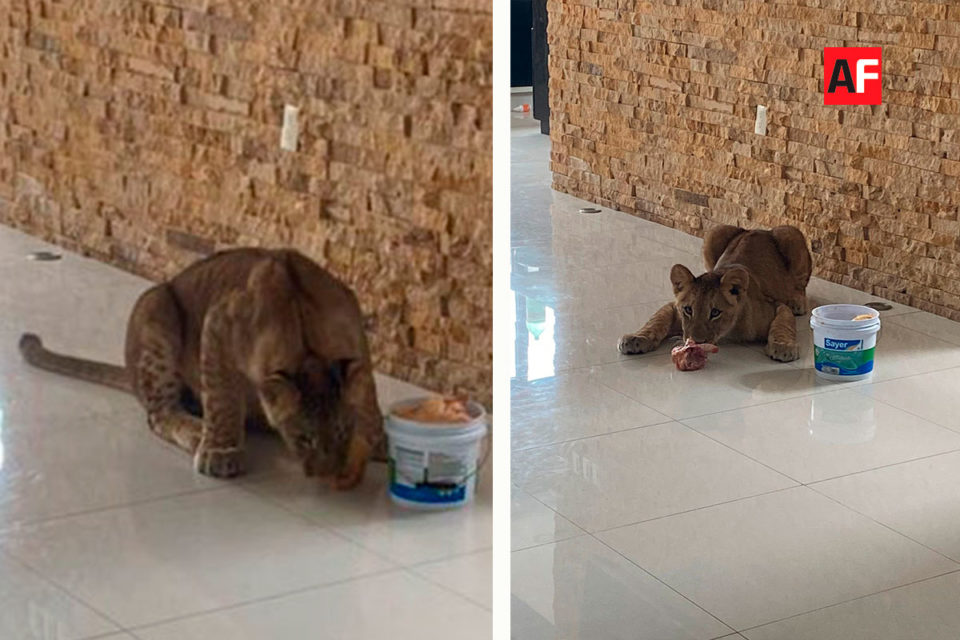 León deambulaba en Veracruz | AFmedios .