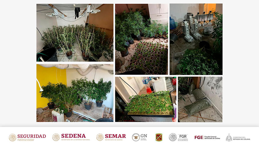 Corporaciones de seguridad aseguran más de 400 plantas de cannabis en un domicilio, en Villa de Álvarez | AFmedios .