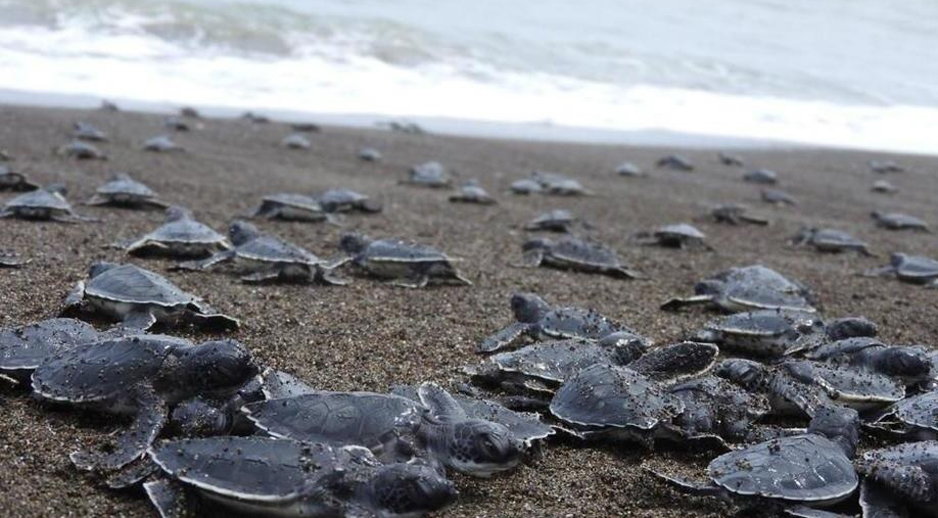 Arribo de tortugas será aprovechado por el sector turístico | El Noticiero de Manzanillo