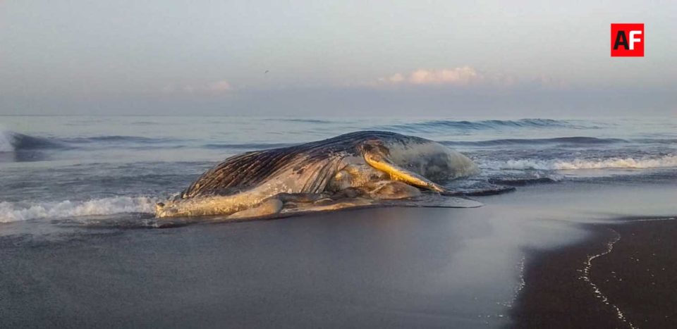 Encuentran ballena muerta en playa El Paraíso, Armería | AFmedios .