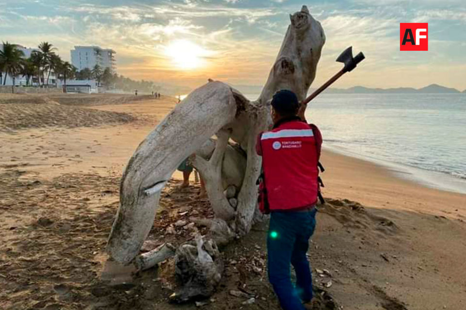 Cortan restos de árbol inerte en playa Salagua, Manzanillo; 4 personas han perdido la vida por tomarse fotos en el lugar | AFmedios .