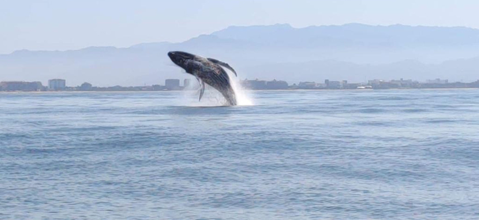 Piden a Capitanía de Puerto que cuide a ballenas | El Noticiero de Manzanillo