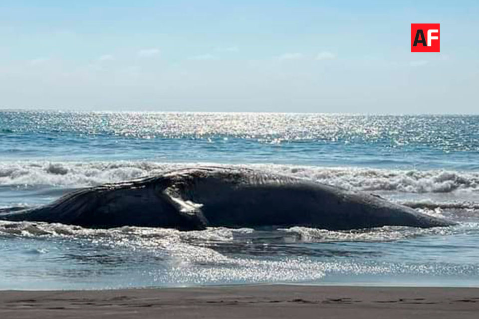 Ballena encontrada muerta en El Paraíso queda a la deriva; no será enterrada | AFmedios .