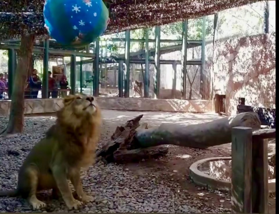 Fauna silvestre del Zoológico de Culiacán recibe sus regalos en el marco de los festejos de navidad y año nuevo | AFmedios .