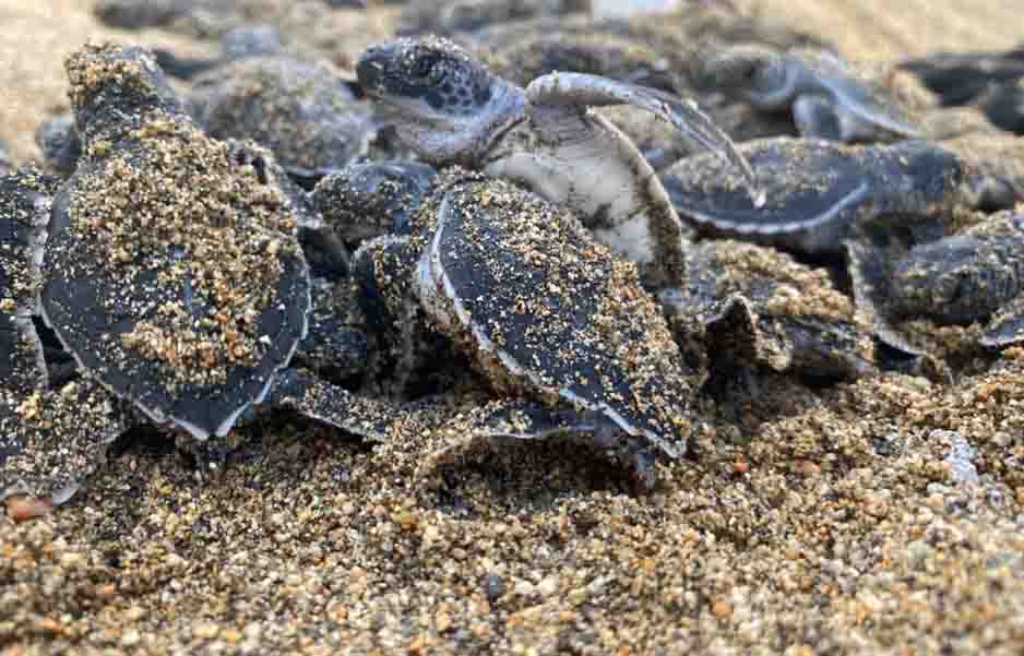 Cerraron el año con cifra récord de nidos de tortuga protegidos | El Noticiero de Manzanillo