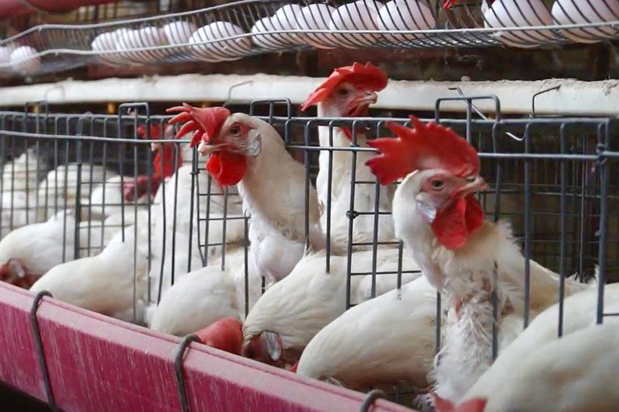 Granjas de Jalisco libres de influenza aviar AH5N1 | AFmedios .