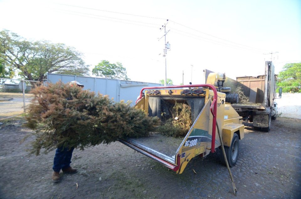 Arranca campaña de recolección de pinos navideños en Colima