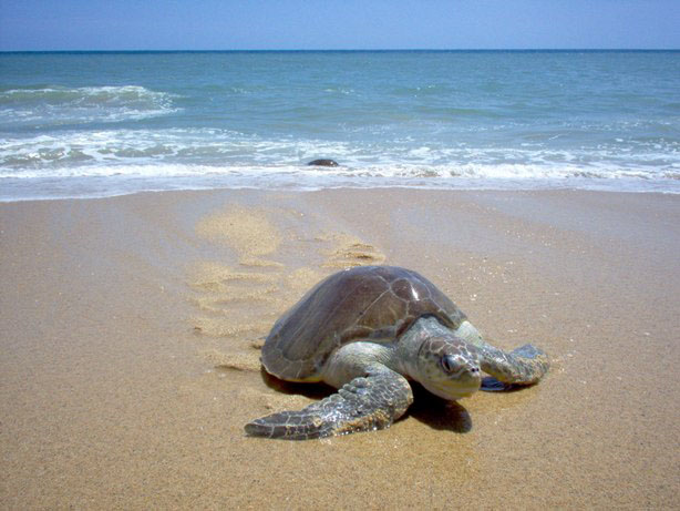 Llegan primeras tortugas a desovar en playas de Manzanillo | El Noticiero de Manzanillo