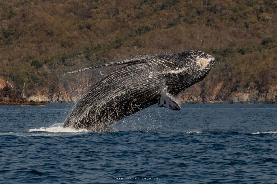 Avistan ballenas frente a Manzanillo, cruzaban hacia el sur | El Noticiero de Manzanillo