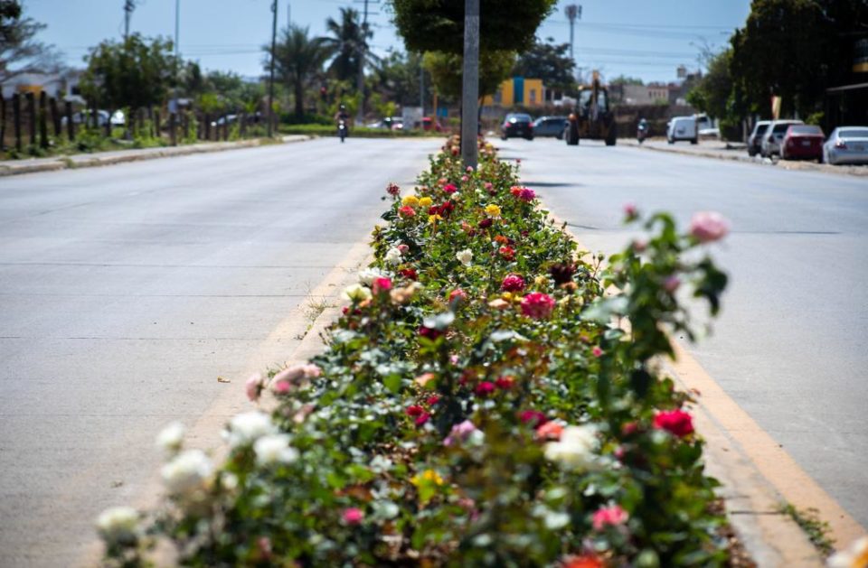Embellecen Av. de Las Rosas con 8 mil 500 rosales, en Manzanillo | El Noticiero de Manzanillo