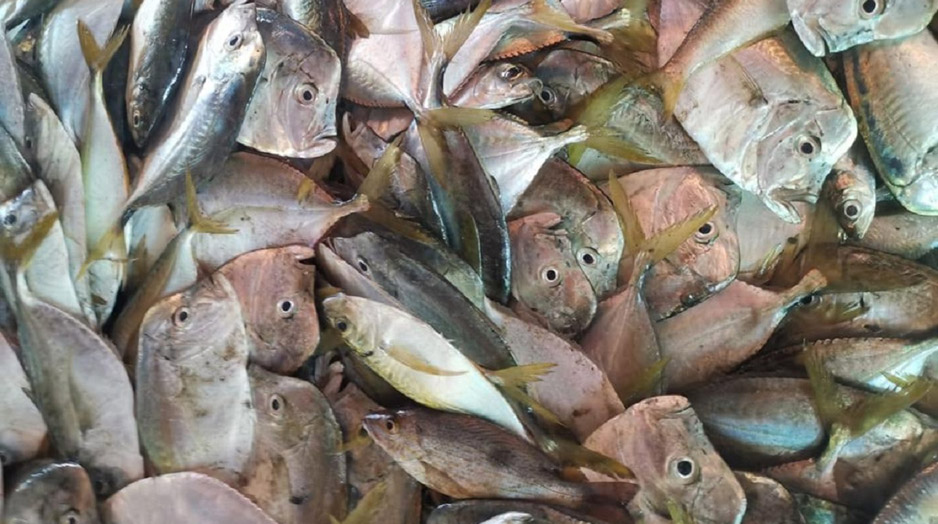 Regalarán 600 kilos de pescado a familias de escasos recursos | El Noticiero de Manzanillo