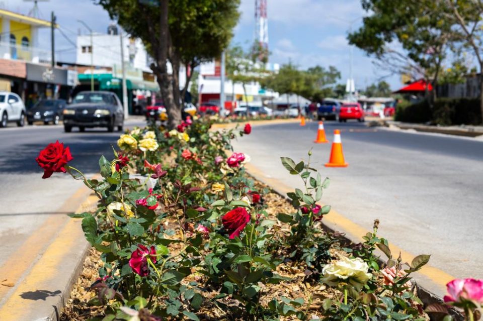 Embellece Ayuntamiento de Manzanillo Av. de Las Rosas con 8 mil 500 rosales
