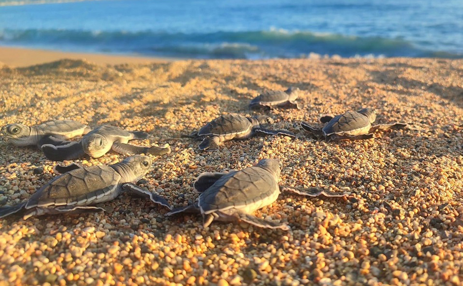 Más de 9 mil crías de tortuga liberadas | El Noticiero de Manzanillo
