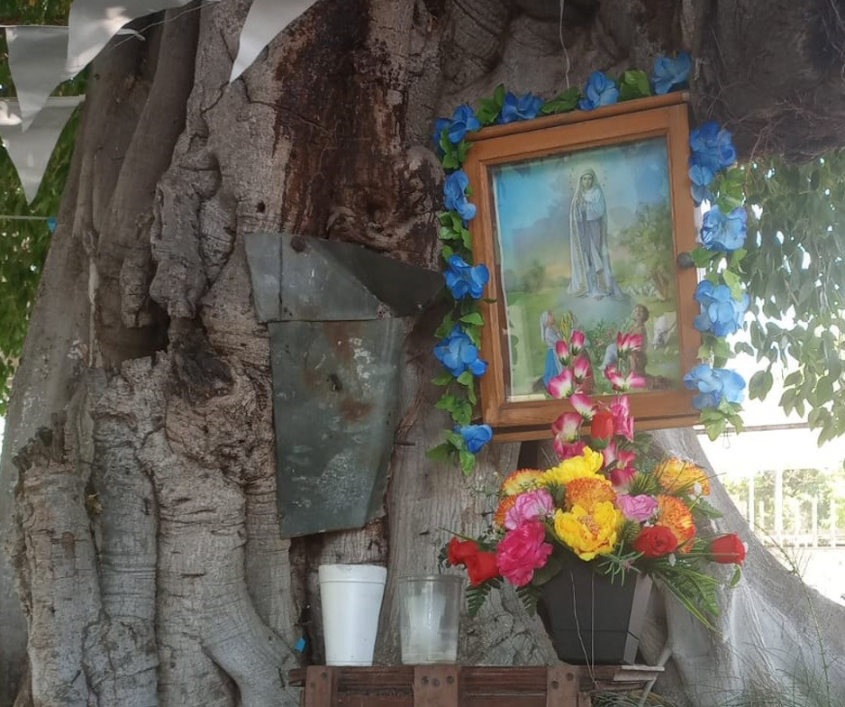 Ermita de Virgen de Fátima en un árbol de 70 años | El Noticiero de Manzanillo