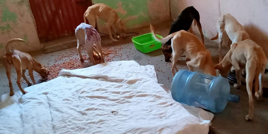 Activistas rescatan 17 perros y varios gatos de una vivienda | El Noticiero de Manzanillo