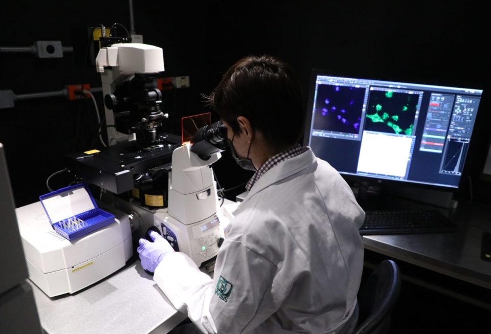 Trabajan especialistas del IMSS para contribuir en terapia celular que repare daño del páncreas por diabetes tipo 2