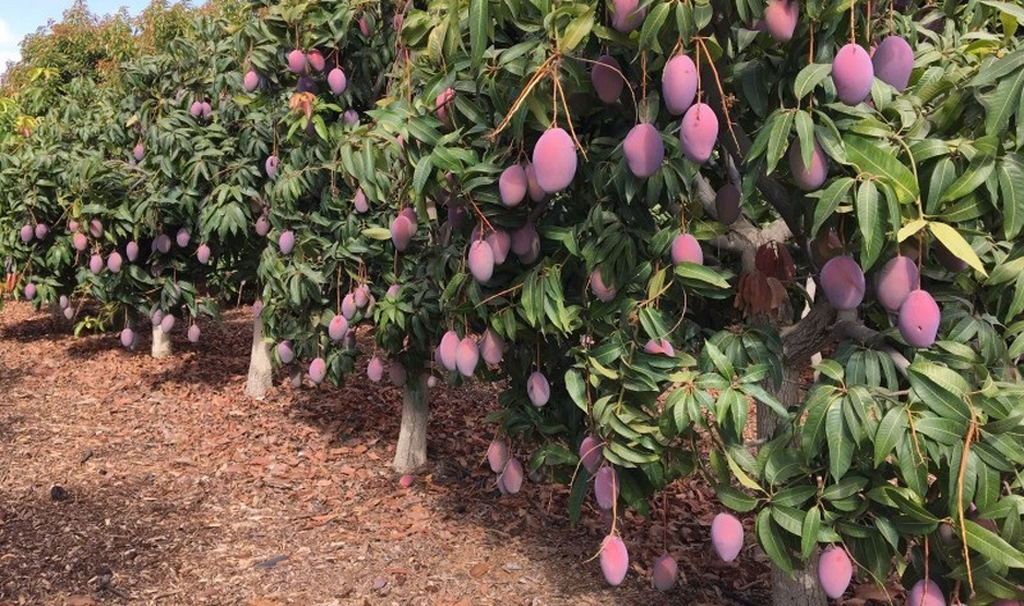 Productores de mango dejan perder la cosecha | El Noticiero de Manzanillo