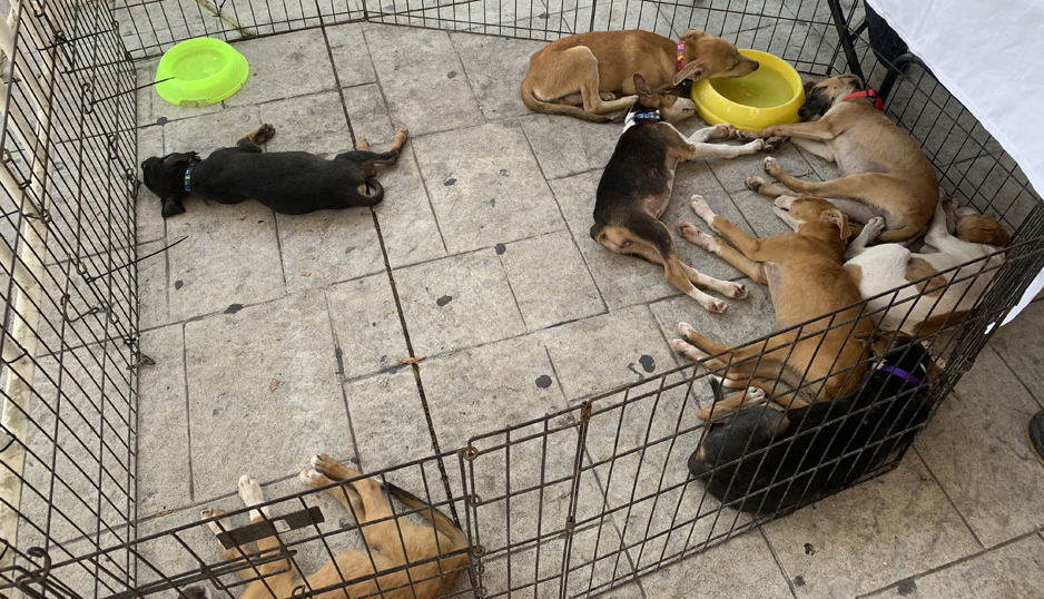 Más de 60 perros y 20 gatos en espera de ser adoptados | El Noticiero de Manzanillo