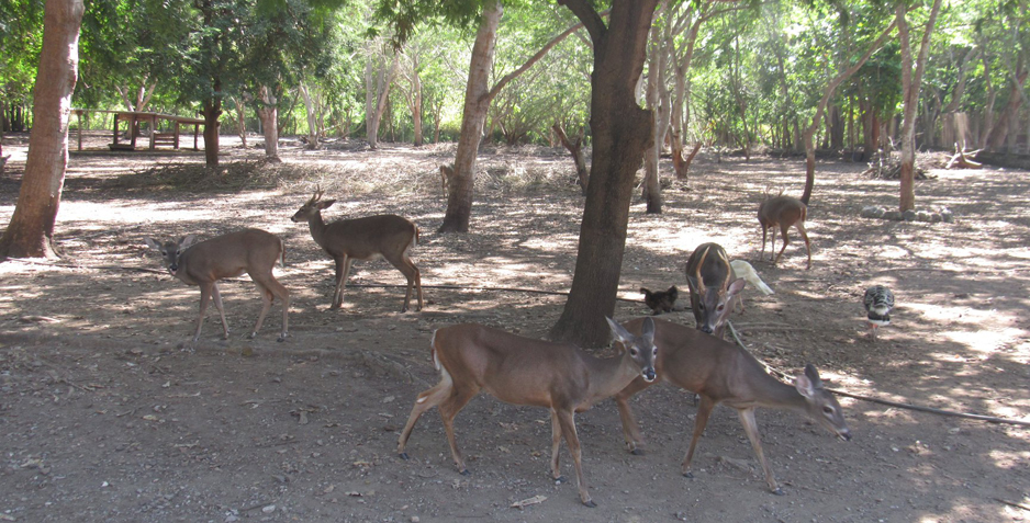 Más de cinco mil especies en el Parque Ecológico de El Palapo | El Noticiero de Manzanillo