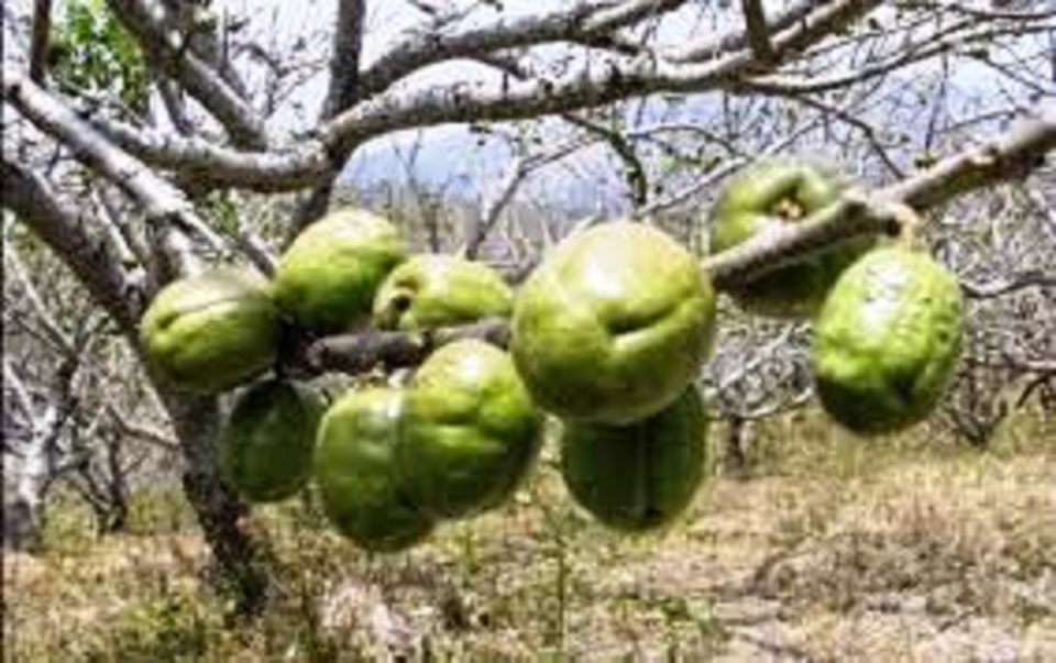 La ciruela de Campos, fruto originario de esta tierra | El Noticiero de Manzanillo