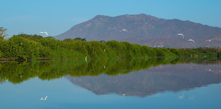 Repoblarán lagunas con 25 mil mangles | El Noticiero de Manzanillo