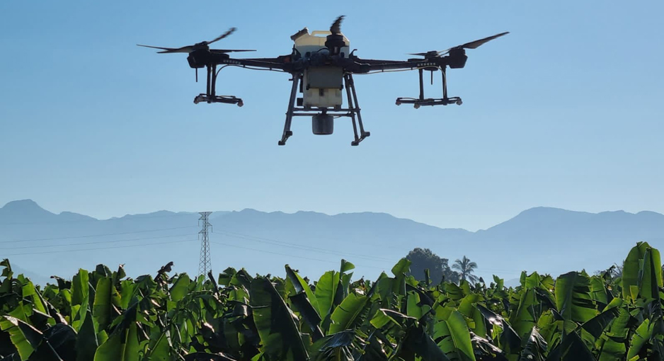 Desarrollan proyecto para combatir con drones la plaga Sigatoka | El Noticiero de Manzanillo