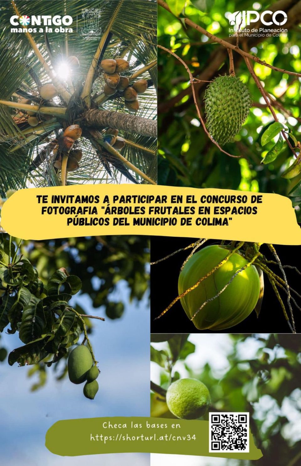 Invita Ayuntamiento de Colima a concurso de fotografía de árboles frutales