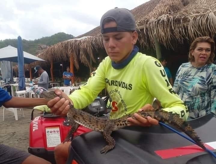 Crías de cocodrilo son reubicadas | El Noticiero de Manzanillo