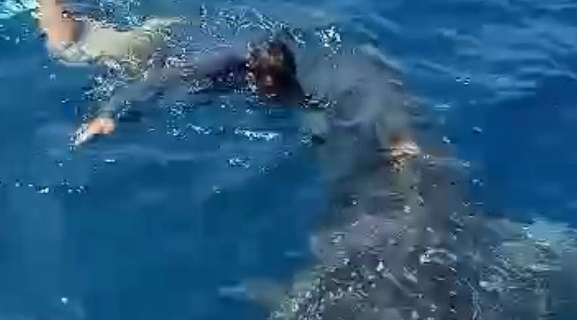 Tiburón ballena se deja acariciar por pescador manzanillense | El Noticiero de Manzanillo