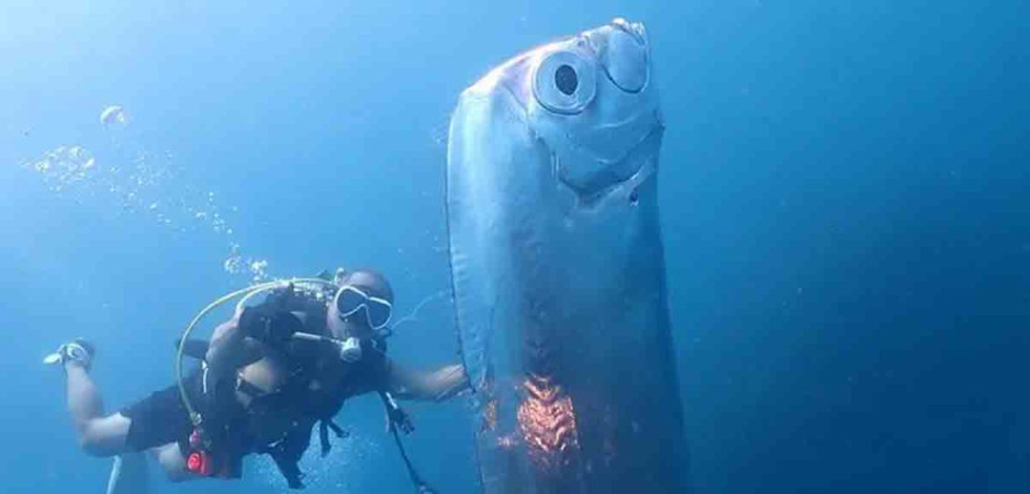 Captan misterioso pez remo gigante | El Noticiero de Manzanillo
